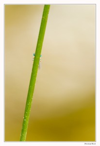 _DSC2802-BdB